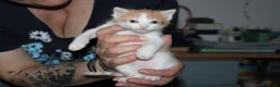 Meticcio gatti in regalo: Freija and baby - Annuncio 4