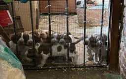 Bracco cani in vendita: cuccioli di bracco italiano a Provincia di Biella - Immagine 12