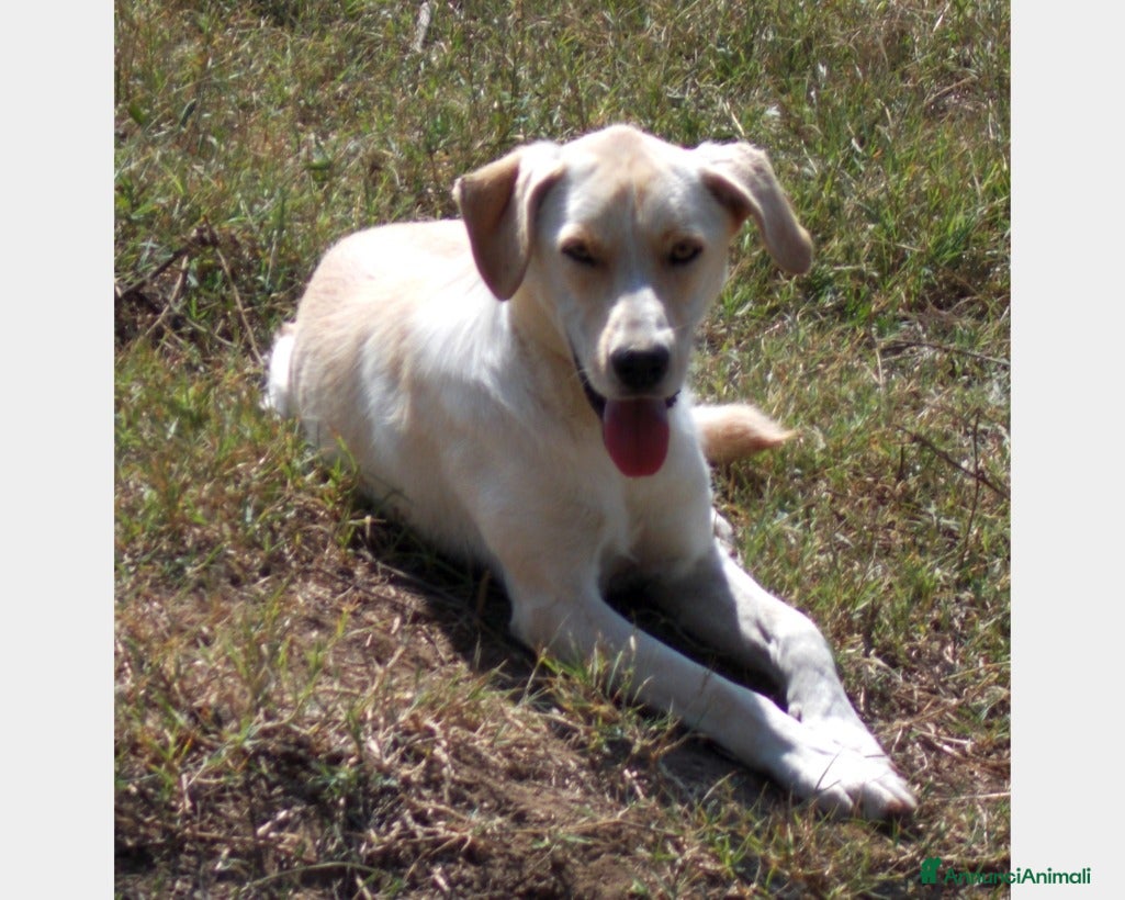 Labrador cani Manolo derivato labrador buonissimo cerca casa a Roma - Annuncio 7