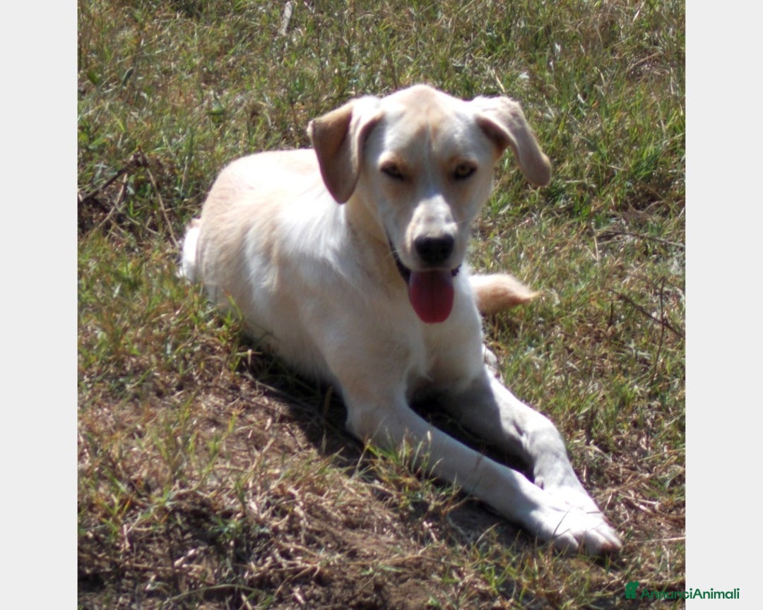 Labrador cani in regalo: Manolo derivato labrador buonissimo cerca casa a Roma - Annuncio 1