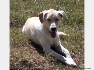 Labrador cani Manolo derivato labrador buonissimo cerca casa a Roma - Annuncio 2