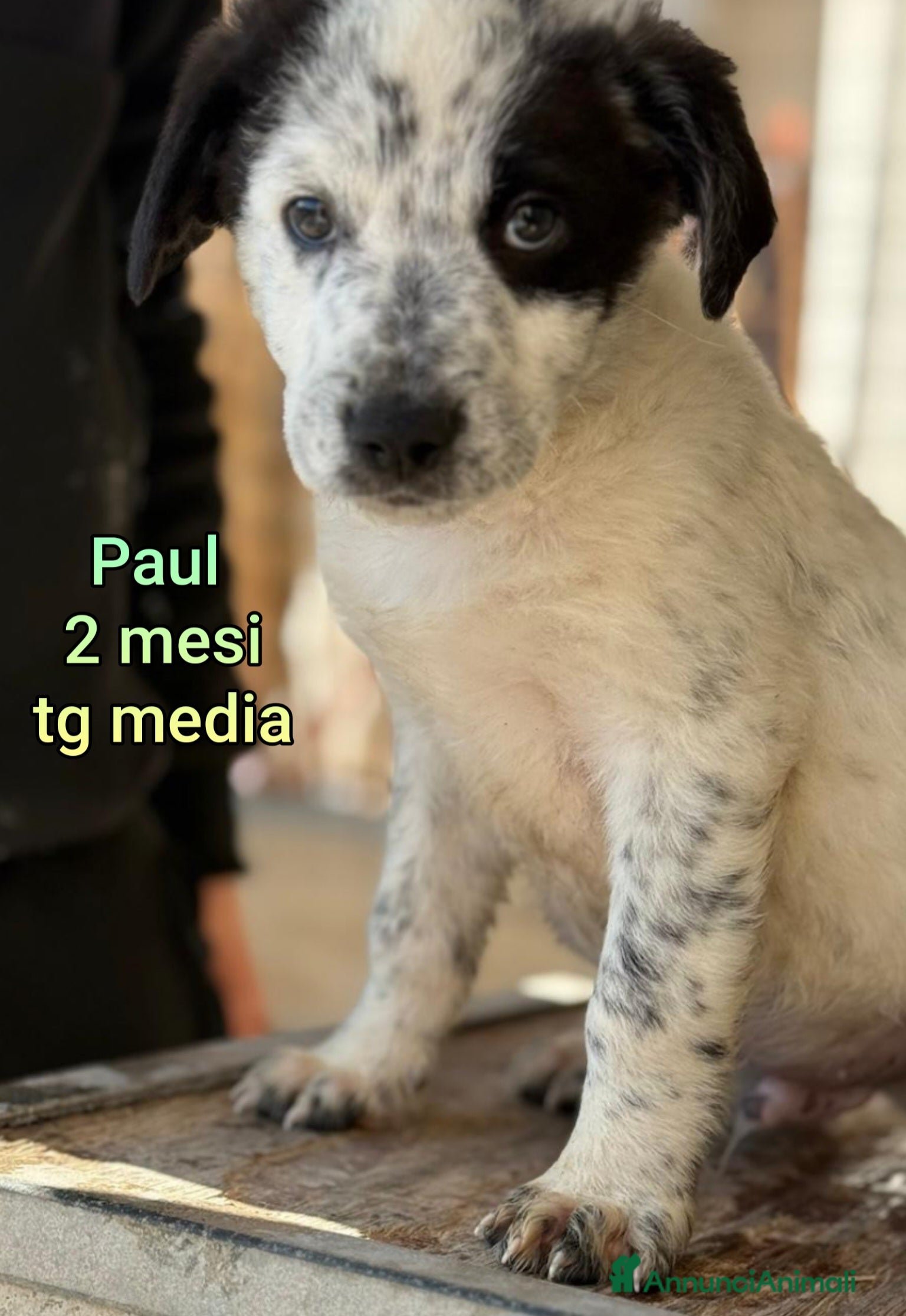 Meticcio cani CUCCIOLI BISOGNOSI CERCANO CASA  - Annuncio 2