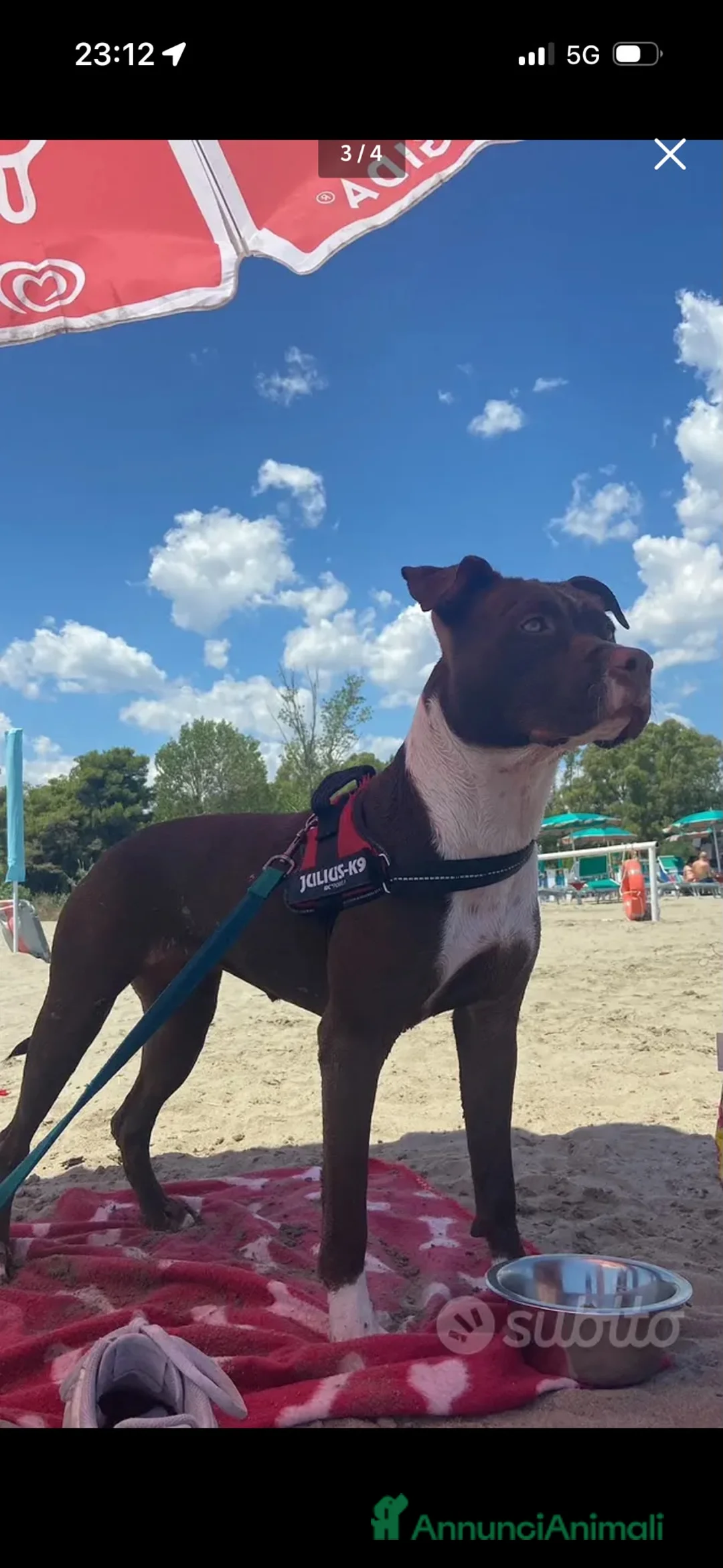 Pitbull cani in vendita: Cuccioli pitbull red nose - Annuncio 2