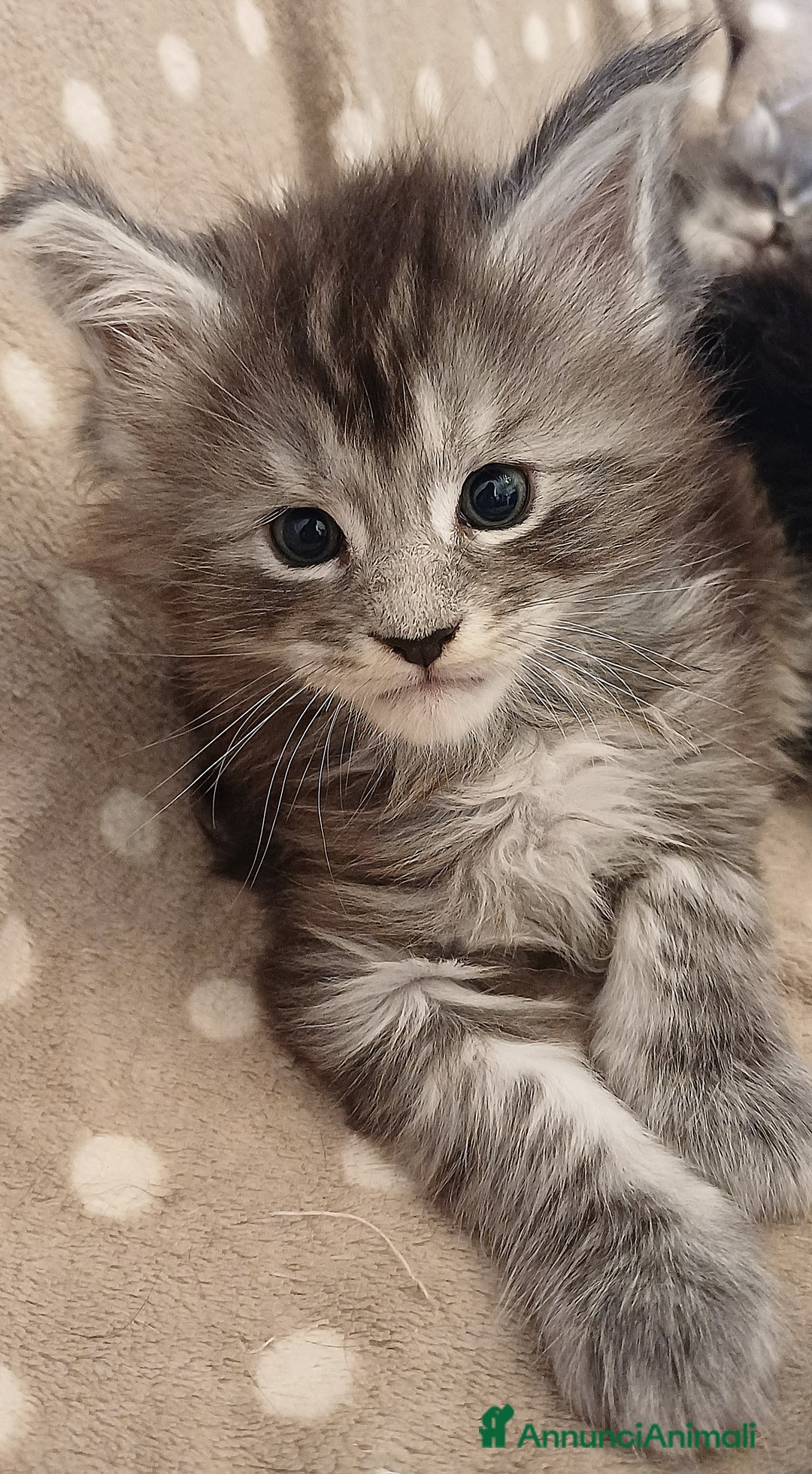 Maine Coon gatti in vendita: Cuccioli di Maine Coon linea estera - Annuncio 4