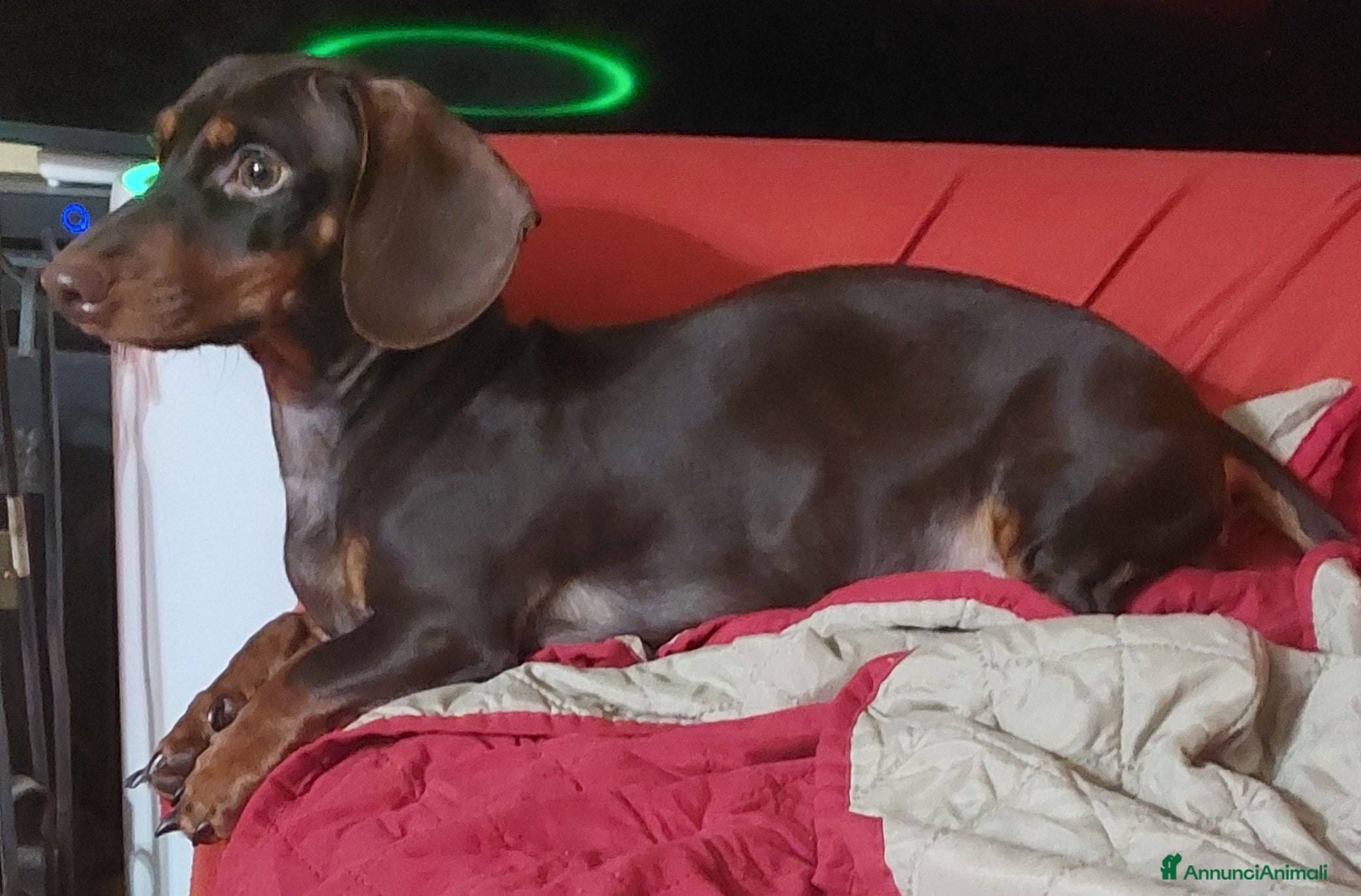 Bassotto cani Cuccioli di bassotto  - Annuncio 2