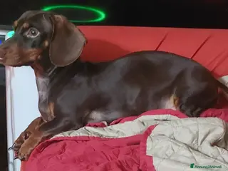 Bassotto cani Cuccioli di bassotto - Annuncio 2