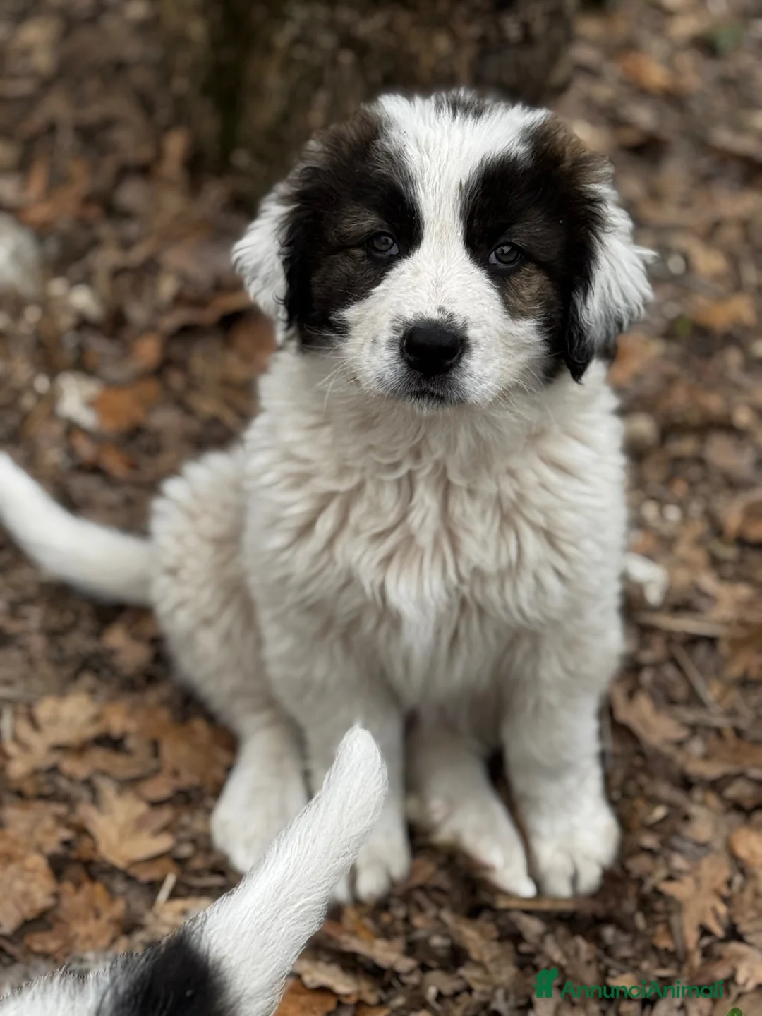 Meticcio cani in regalo: Non cucciolo socievole taglia grande a Città Metropolitana di Torino - Annuncio 1