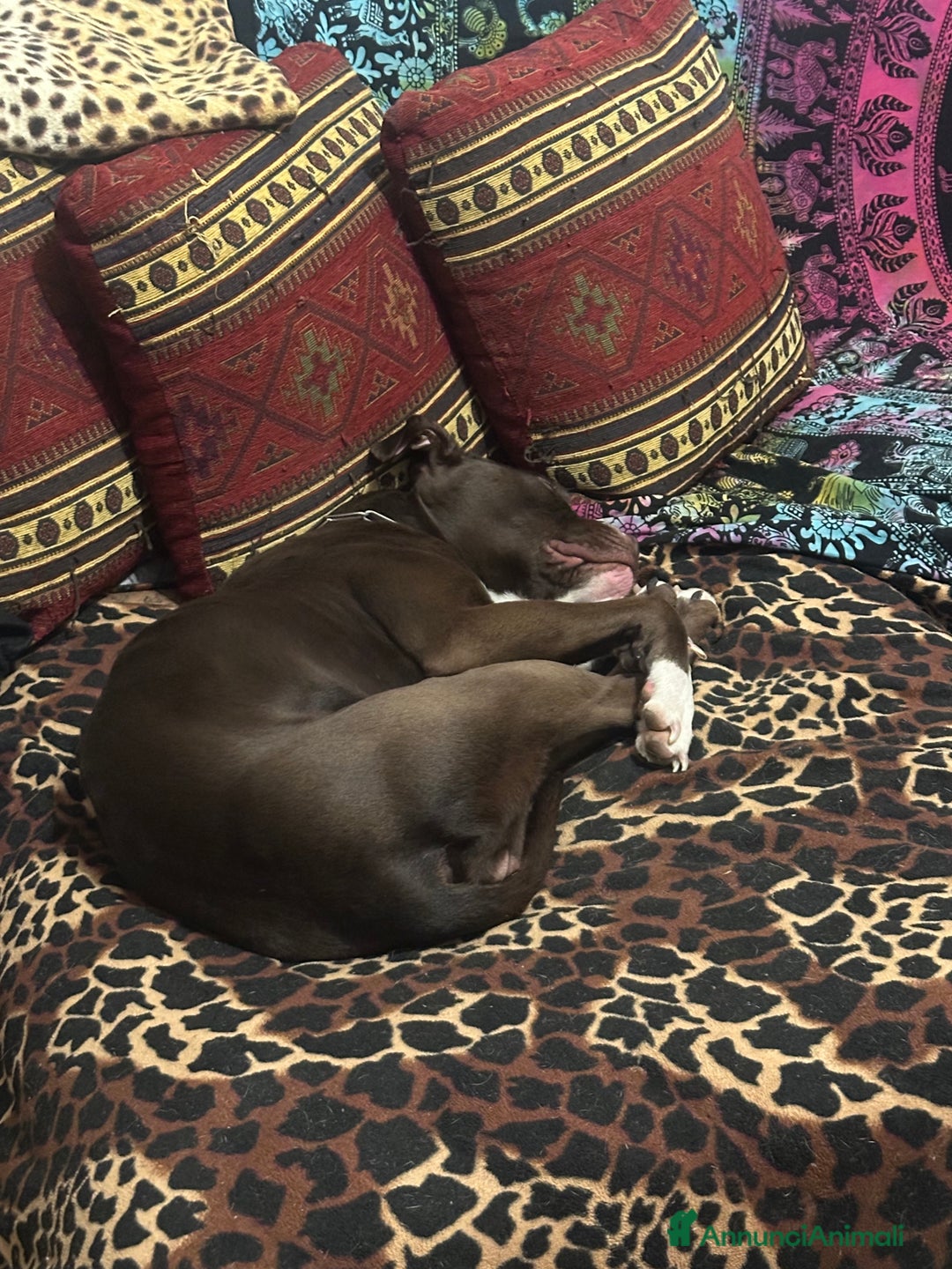 Pitbull cani in regalo: Cucciola pitbull piccola - Annuncio 3