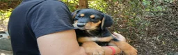Meticcio cani in regalo: LO SPLENDIDO MALCOM HA BISOGNO DI TE, IN ADOZIONE - Annuncio 4