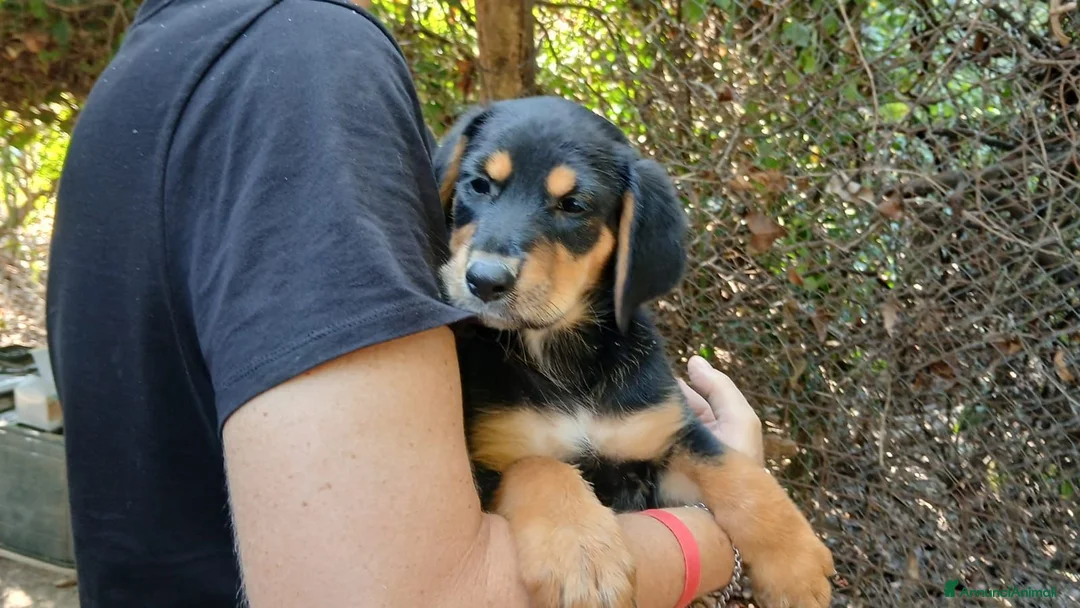 Meticcio cani in regalo: LO SPLENDIDO MALCOM HA BISOGNO DI TE, IN ADOZIONE - Annuncio 4