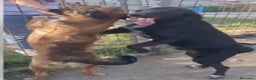 Meticcio cani in regalo: 2fratelli 18mesi INSEPARABILI( mamma Setter)Calabr - Annuncio 9
