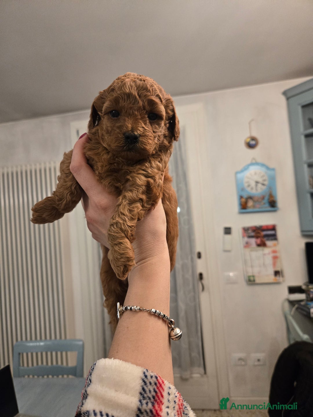 Barboncino cani in vendita: BARBONCINO NANO - Annuncio 3