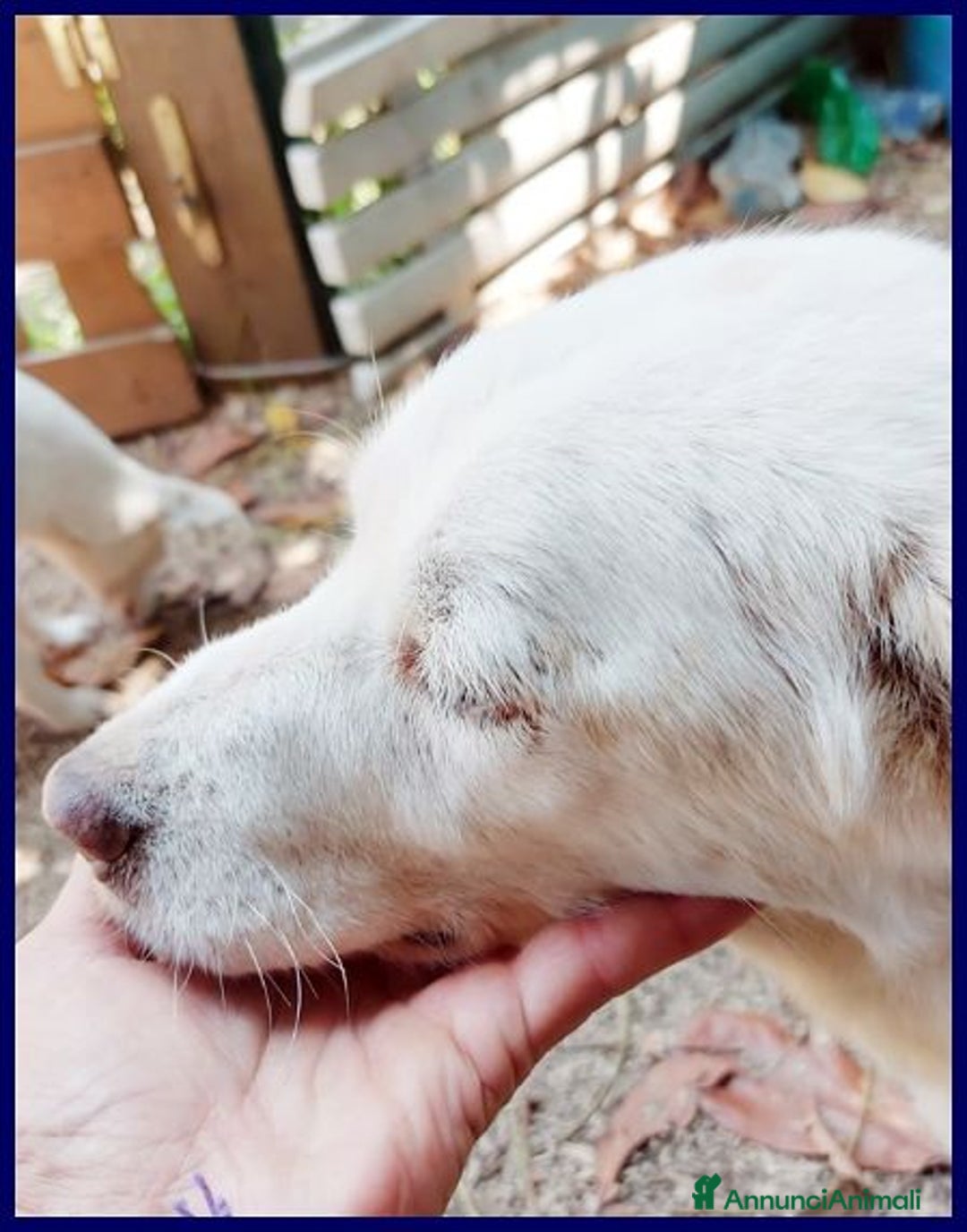 Meticcio cani in regalo: BILLY fa da nonno ai cuccioli! - Annuncio 4