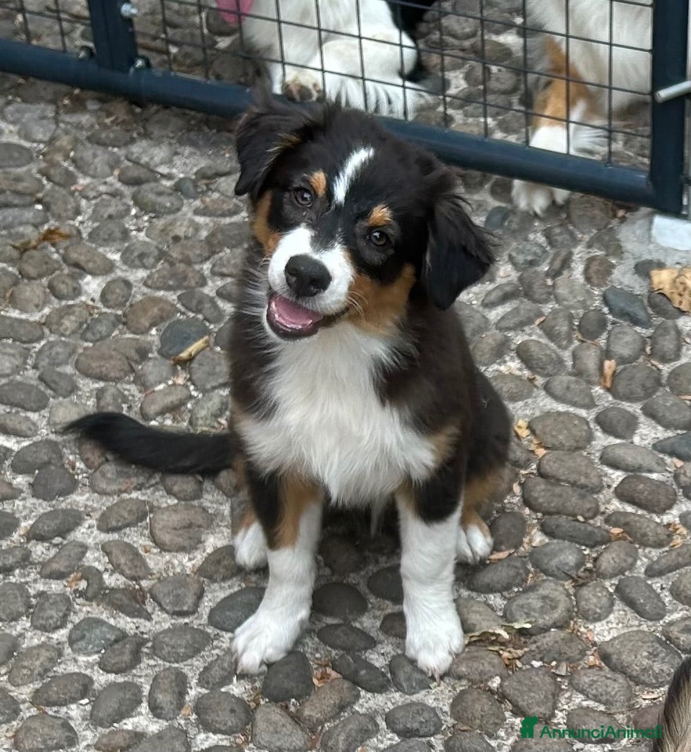 Australian Shepherd cani Ultime due cucciole pastore australiano - Annuncio 1