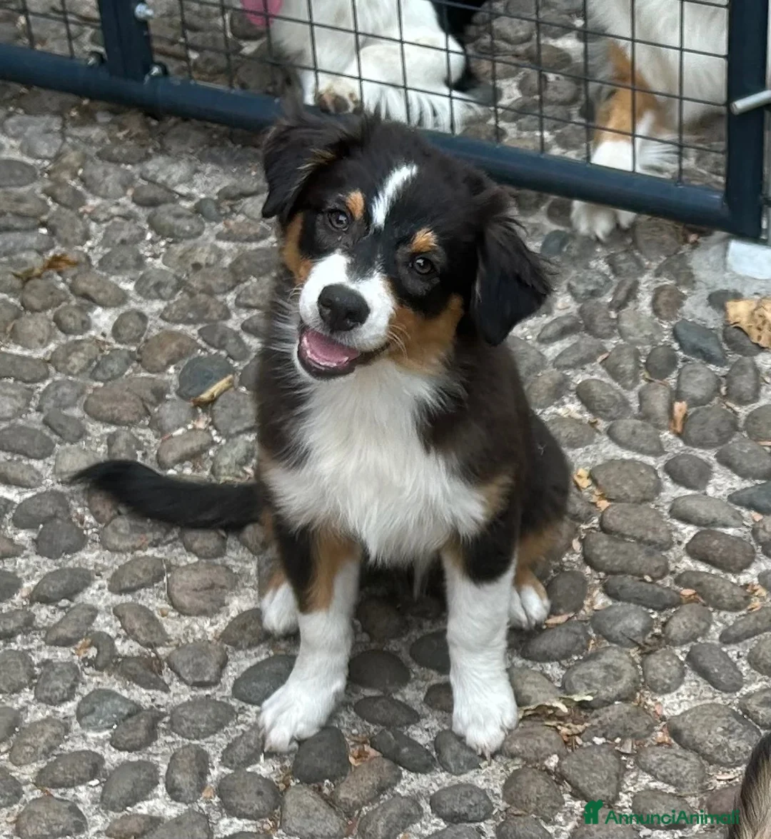 Australian Shepherd cani in vendita: Ultime due cucciole pastore australiano - Annuncio 1