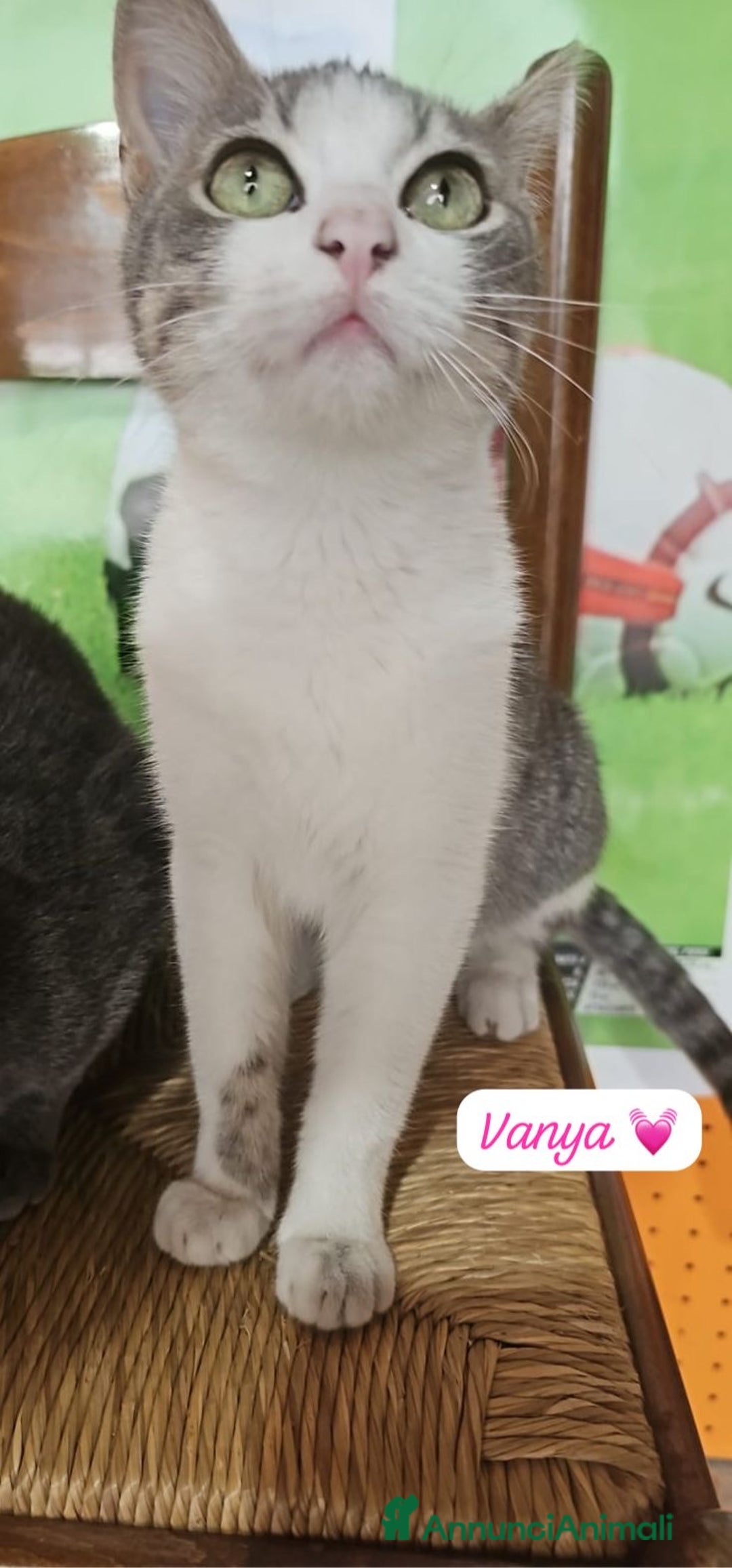 Europeo gatti in regalo: Micine simil certosina e tigrata cercano casa - Annuncio 4