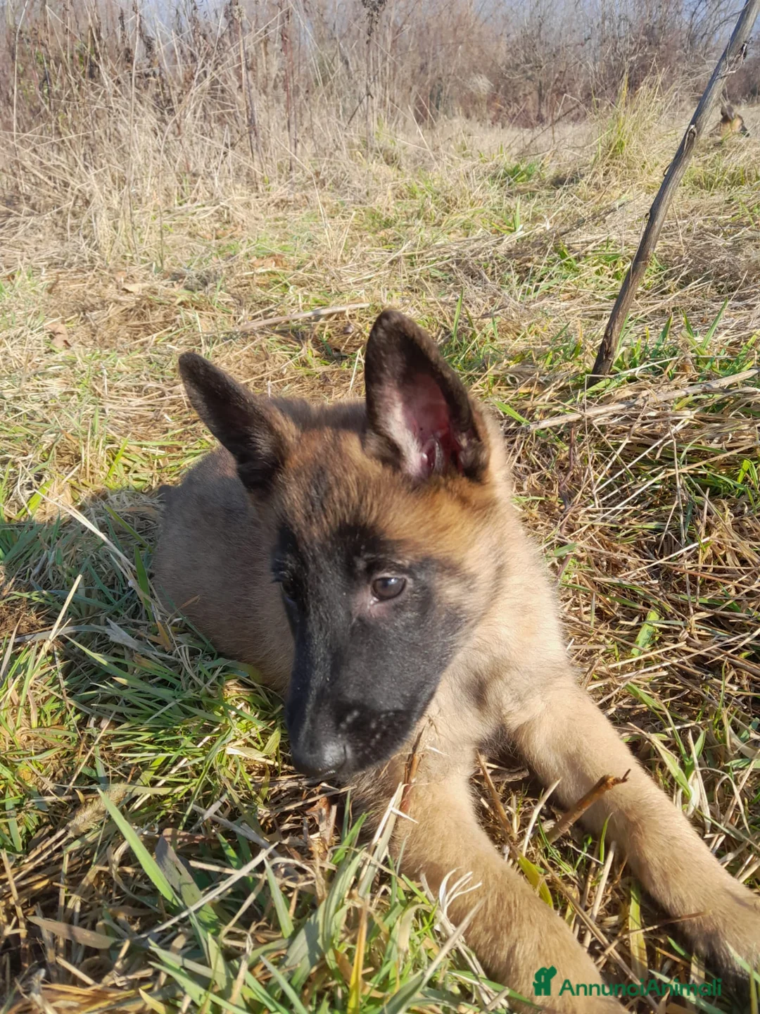 Pastore Belga cani in vendita: Pastore belga malinois  - Annuncio 2