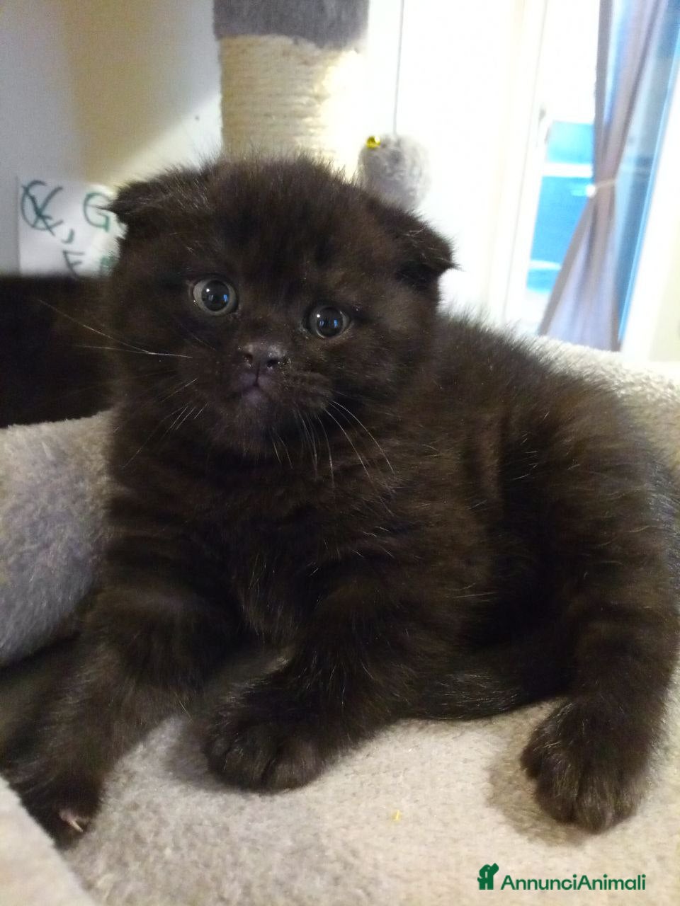 Scottish gatti Gattini di razza Scottish Fold - Annuncio 2