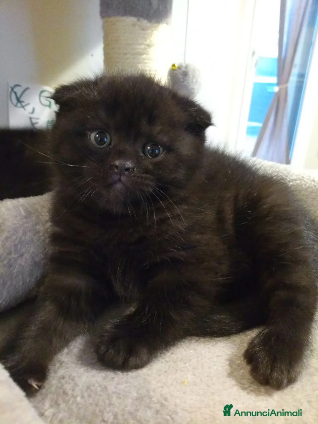 Scottish gatti in vendita: Gattini di razza Scottish Fold - Annuncio 2
