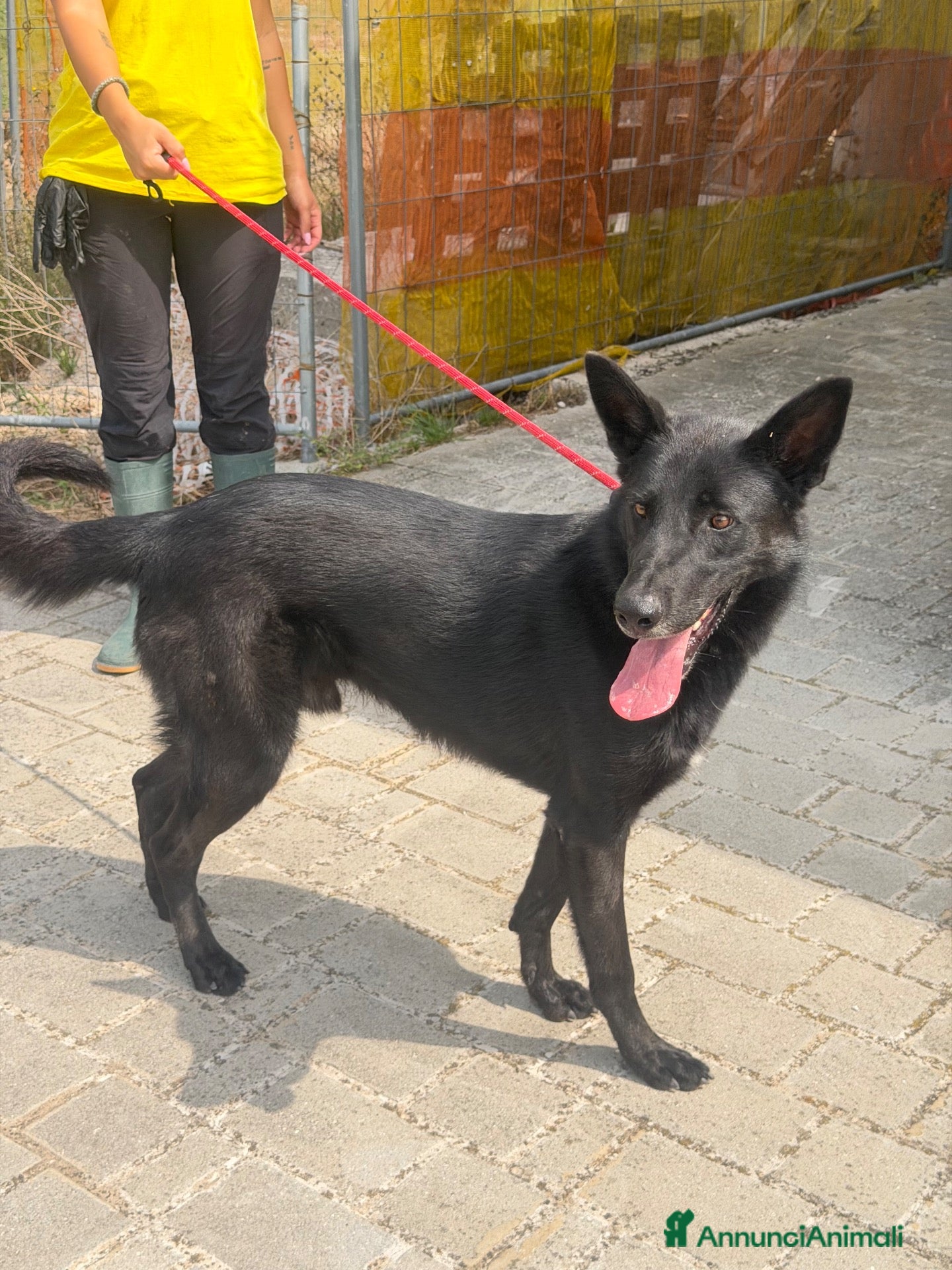 Meticcio cani Ale simil belga - Annuncio 23