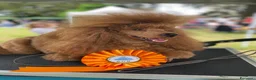 Barboncino cani per accoppiamento: Disponibile per monte Barbone nano Red  a Provincia di Bergamo - Annuncio 9
