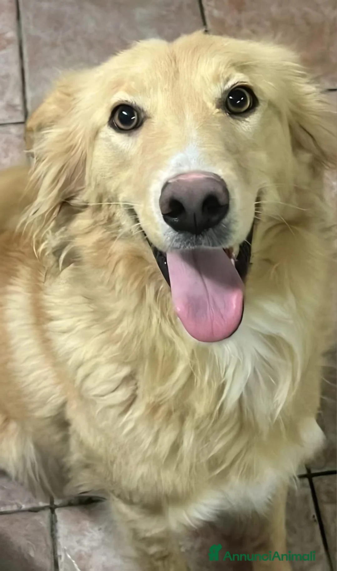 Meticcio cani in regalo: Fly 18mesi tg media tolta da 1lager SICILIA SOS - Annuncio 3