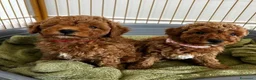 Barboncino Toy cani in vendita:  3 Adorabili Barboncini Toy a Città metropolitana di Milano - Annuncio 14