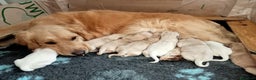 Golden Retriever cani in vendita: Golden Retriever  - Annuncio 1