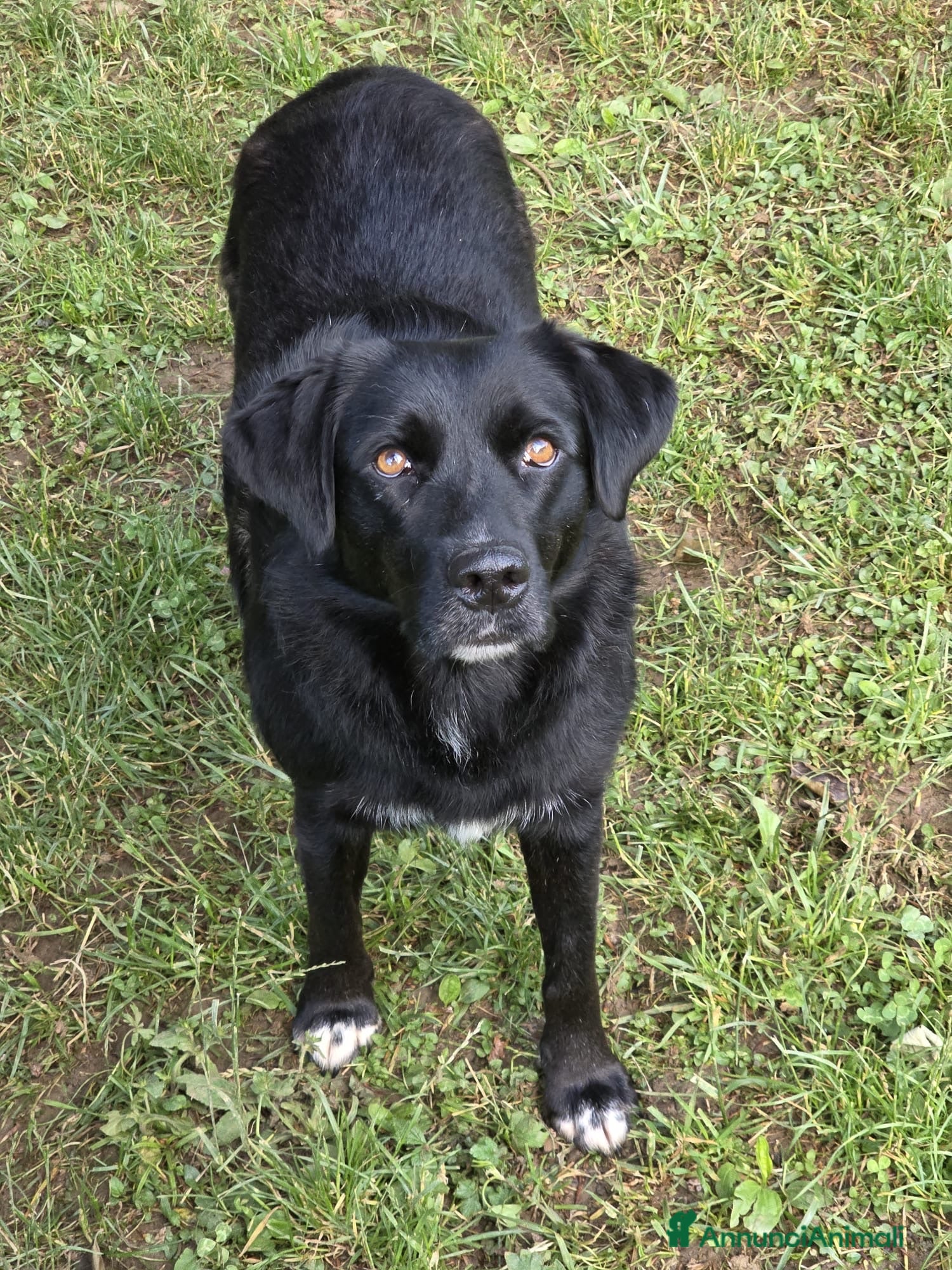 Meticcio cani Adottate questa meravigliosa cagnolina! ❤️🐶 - Annuncio 25