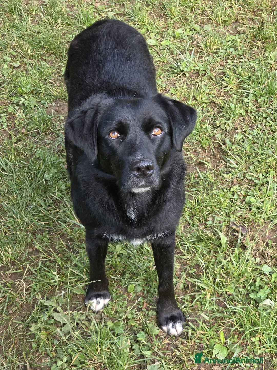 Meticcio cani in regalo: Adottate questa meravigliosa cagnolina! ❤️🐶 - Annuncio 1