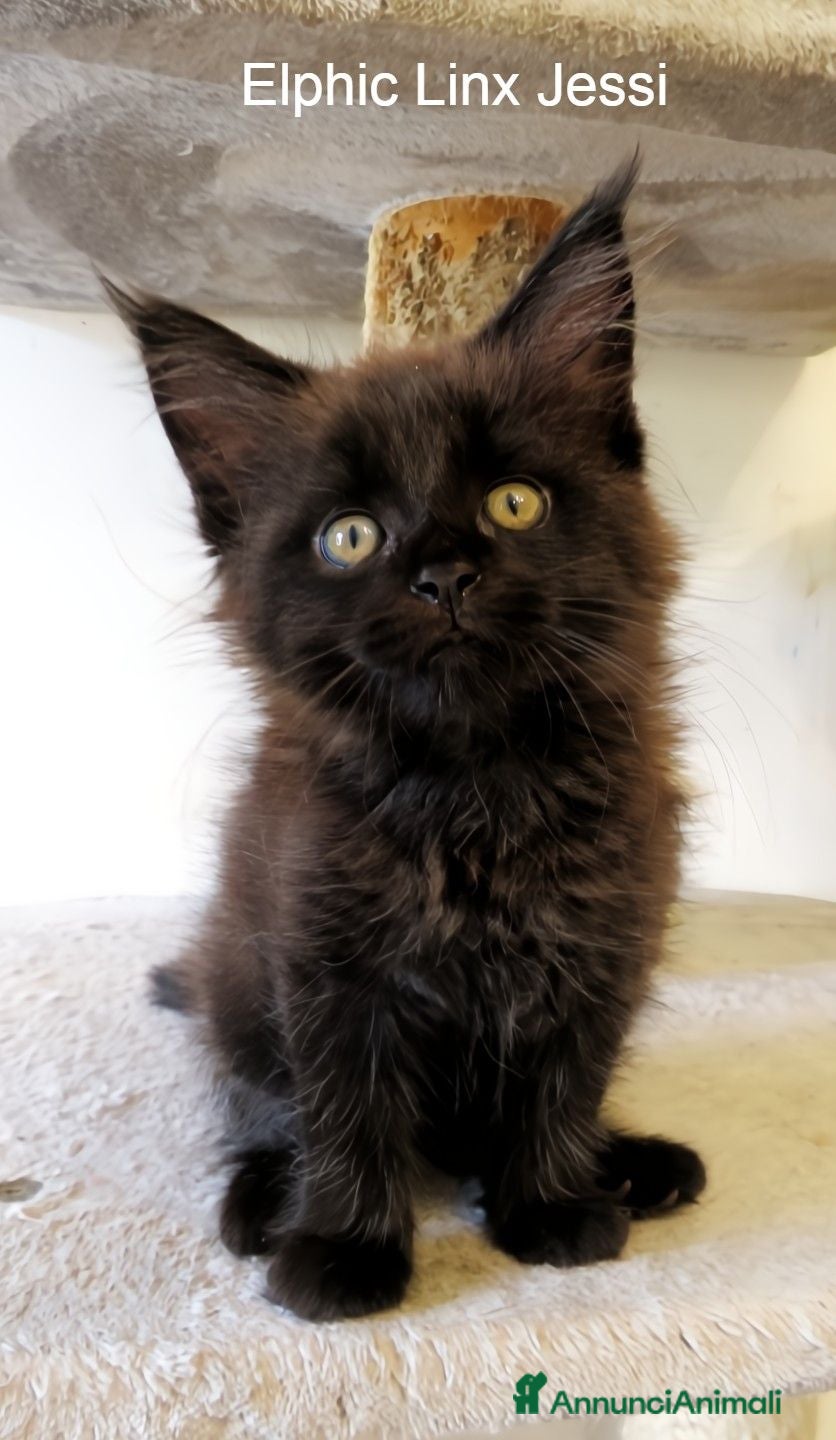 Maine Coon gatti Magnifici Cuccioli di Maine Coon disponibili - Annuncio 2