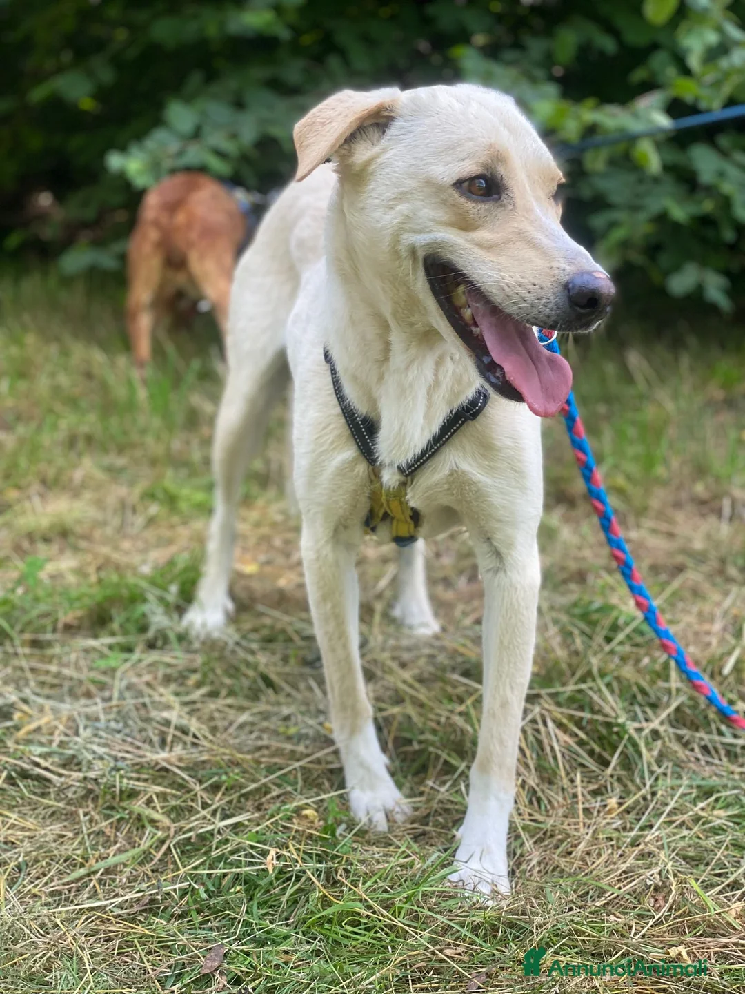 Labrador cani in regalo: Diana un cane dolcissimo in cerca di casa - Annuncio 8