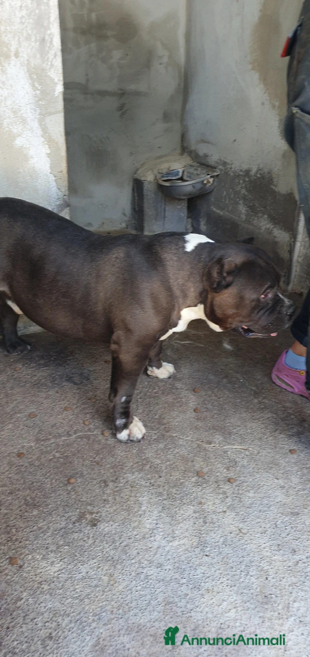 American Bully cani in regalo: Devil, American Bully in Canile - Annuncio 2
