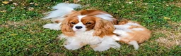 Cavalier King cani in vendita: Cucciolata Cavalier King - Annuncio 4