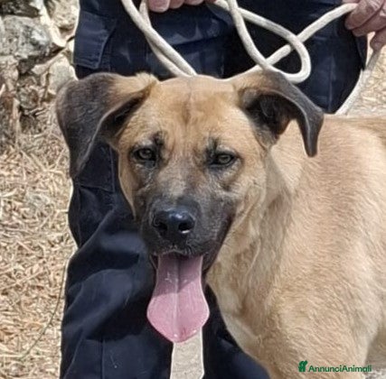 Meticcio cani Mara Cerca Famiglia. Info Monica 3890238584 - Annuncio 10