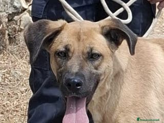 Meticcio cani Mara Cerca Famiglia. Info Monica 3890238584 - Annuncio 32