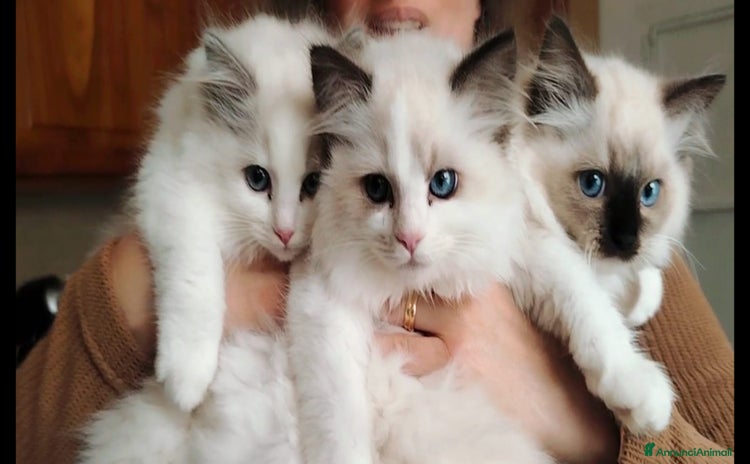 Ragdoll gatti - Annuncio 4