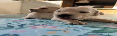 Golden Retriever 3