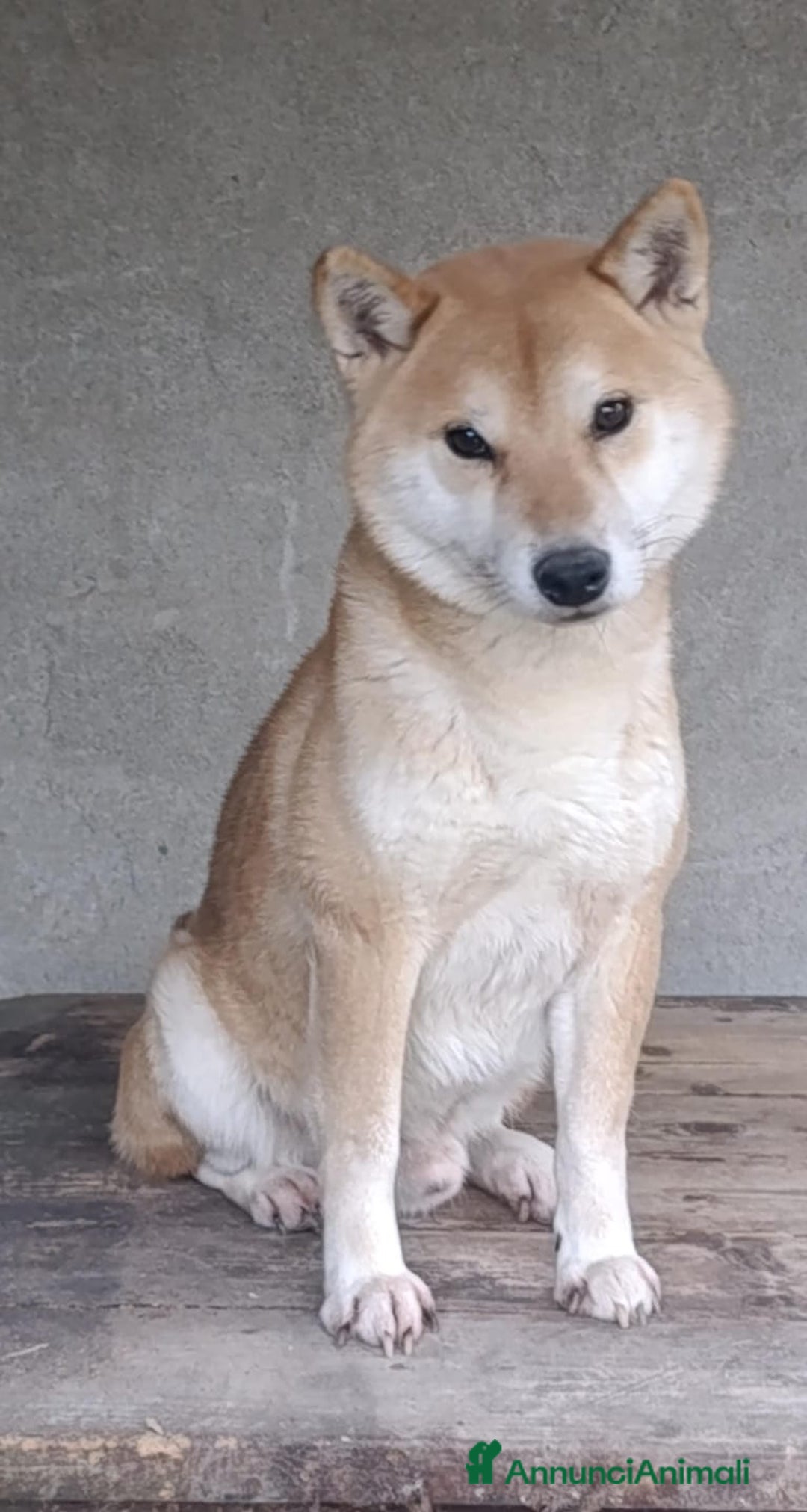Shiba Inu cani in regalo: adozione a Province of Pavia - Annuncio 4