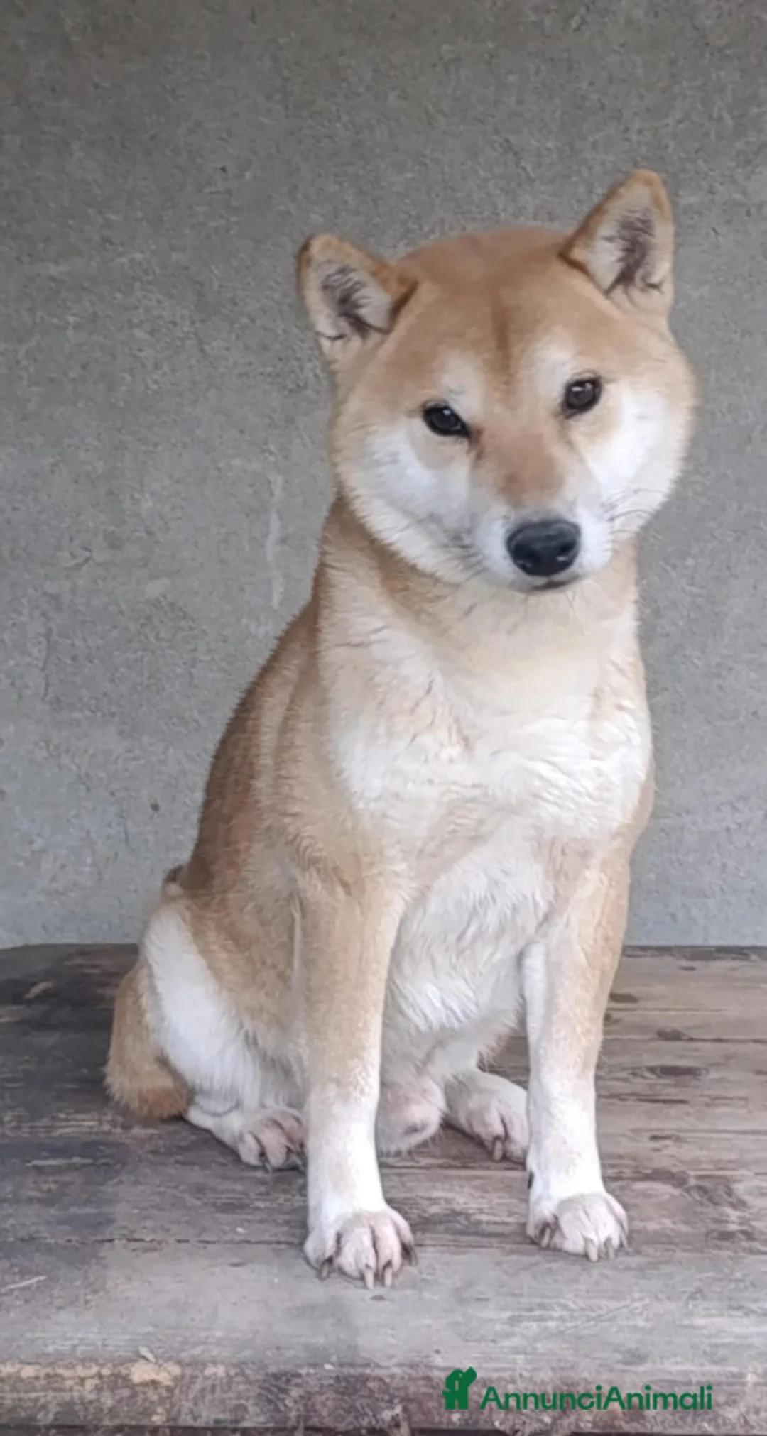 Shiba Inu cani in regalo: adozione a Province of Pavia - Annuncio 4