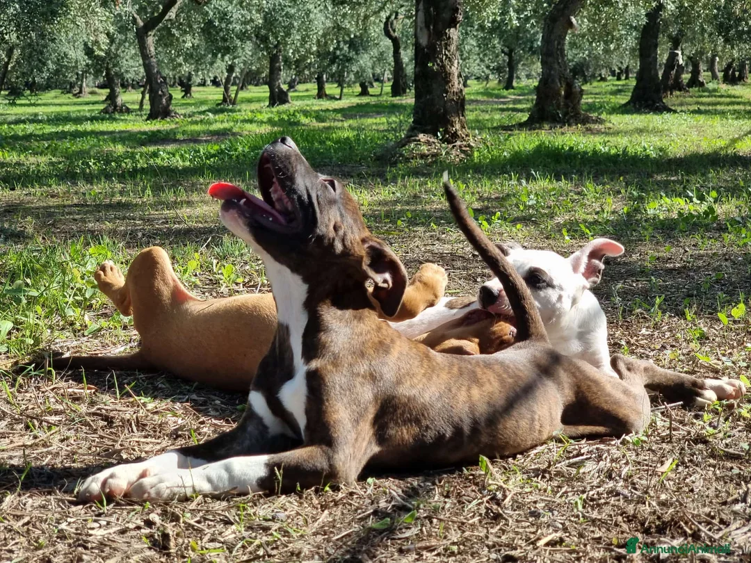 American Staffordshire cani in vendita: Cuccioli Amstaff Pedigree Bari Lecce Taranto a Città Metropolitana di Bari - Annuncio 4