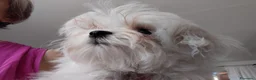 Maltese cani in vendita: Maltese maschio - Annuncio 1