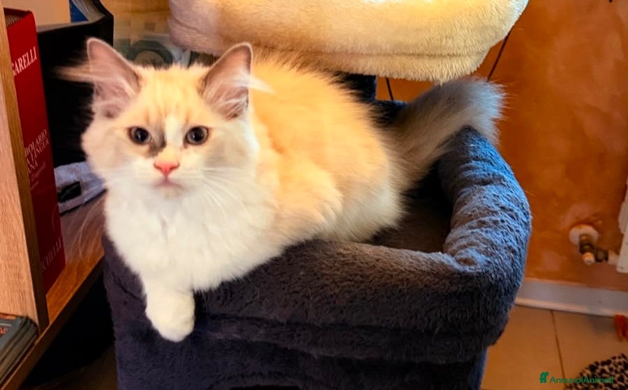 Ragdoll gatti Dolcissima Cucciola Ragdoll Blu Bicolor - Annuncio 1
