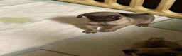 Carlino cani in vendita: Carlini maschi  a Provincia di Monza e della Brianza - Annuncio 3