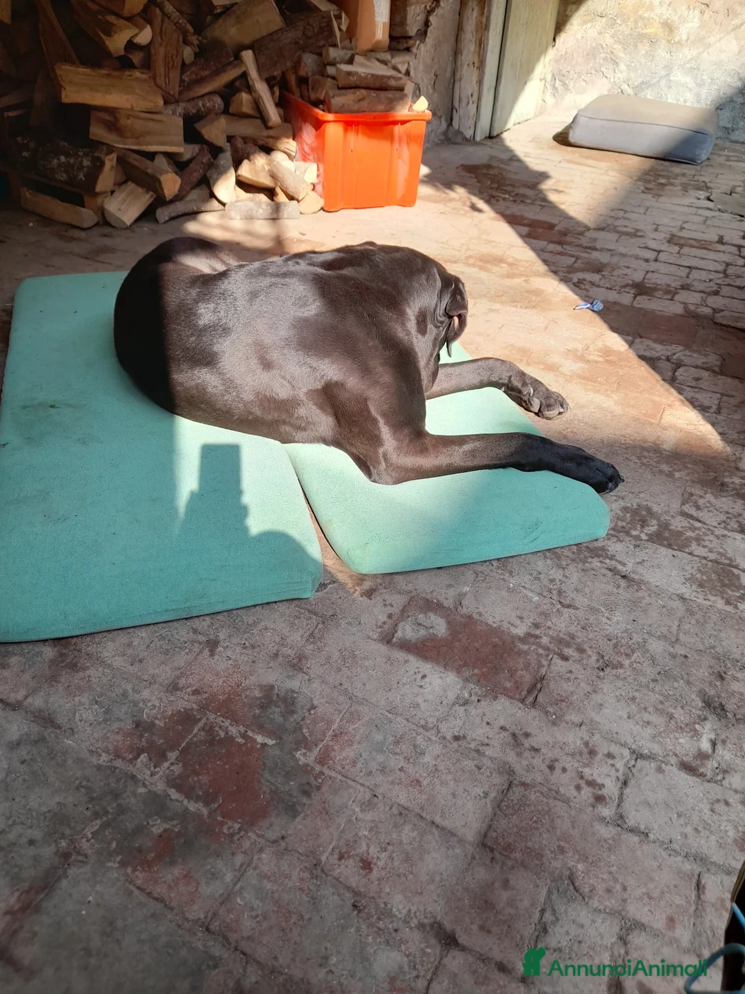 Cane Corso cani in regalo: cedo cane Corso in regalo - Annuncio 2