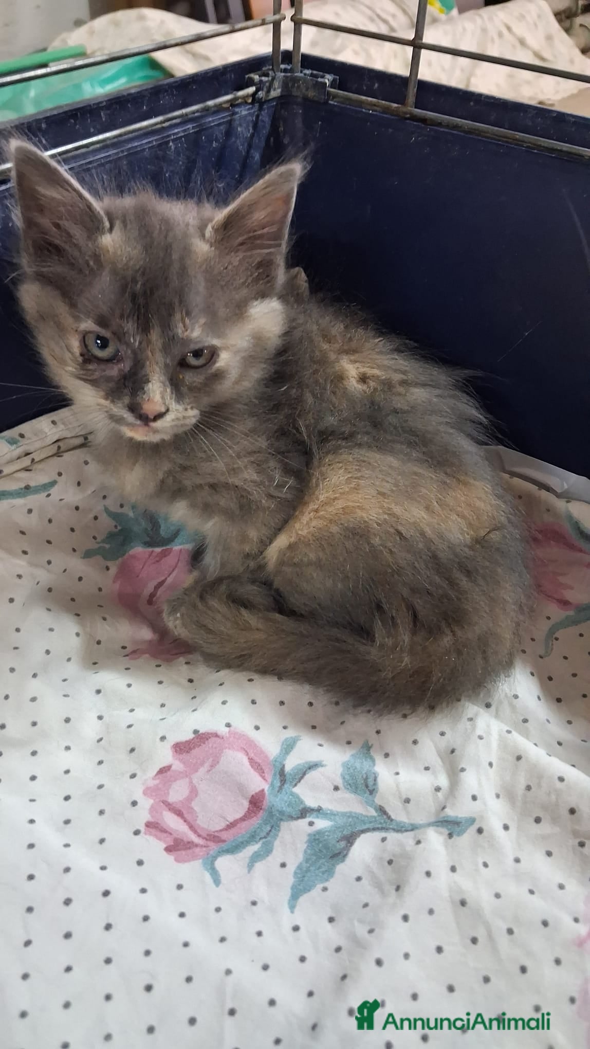 Meticcio gatti GATTINE DOLCISSIME - Annuncio 1