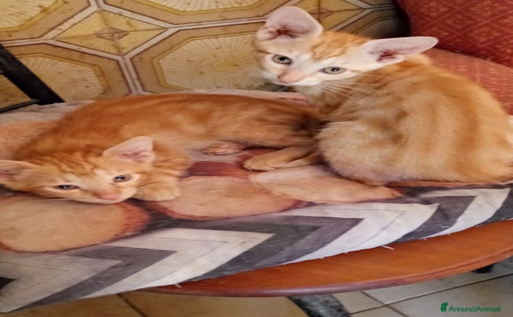 Europeo gatti - Annuncio 3