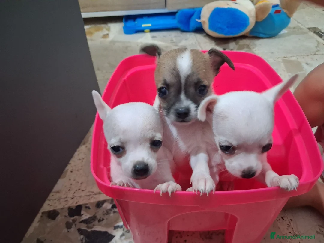 Chihuahua cani in vendita: Cuccioli Chihuahua - Annuncio 1