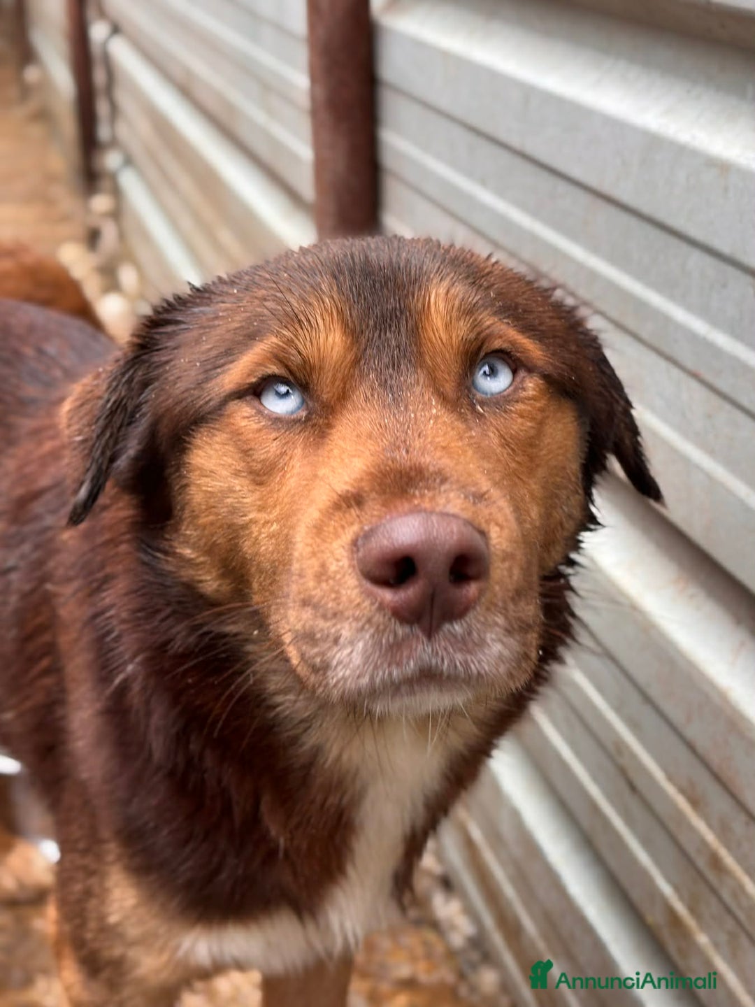 Meticcio cani in regalo: AURON, dagli occhi più belli del mondo! - Annuncio 7