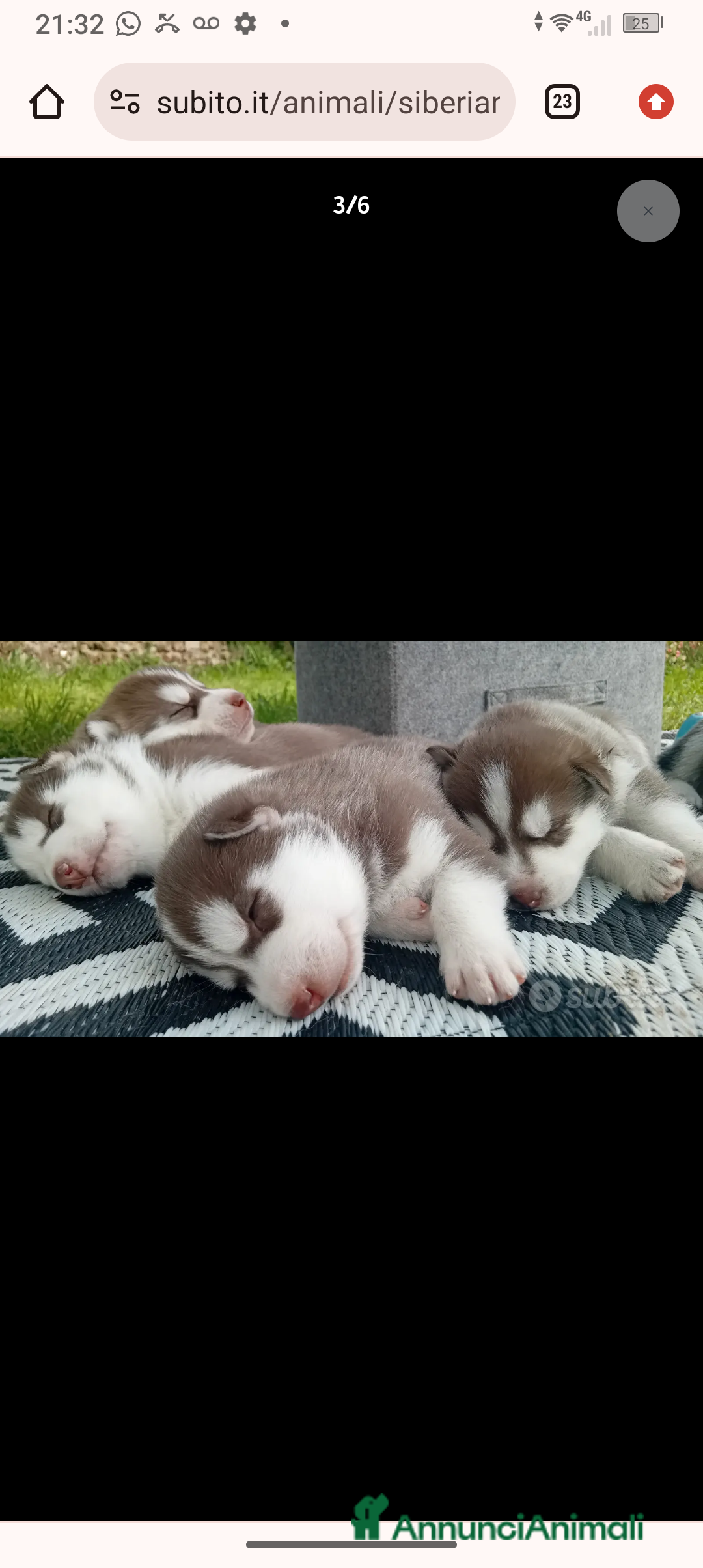 Husky cani Cuccioli husky disponibili  - Annuncio 1